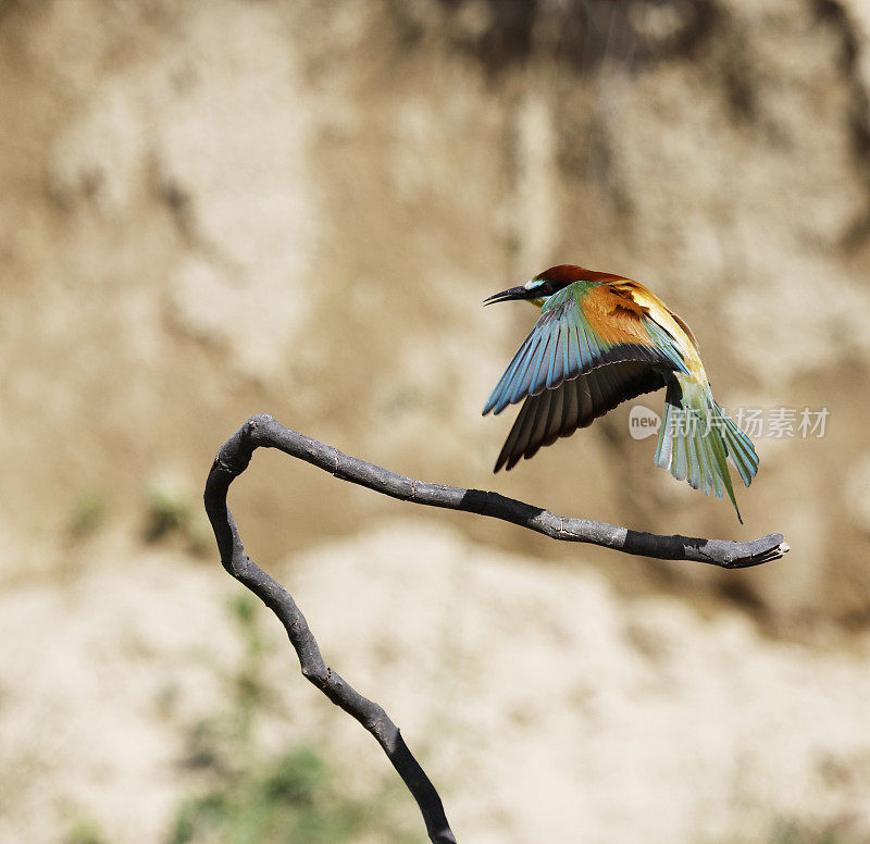 欧洲食蜂鸟(Merops apiaster)着陆